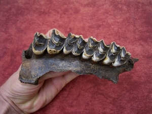 Moose jaw, pleistocene age