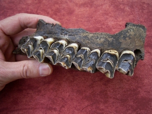 Moose jaw, pleistocene age