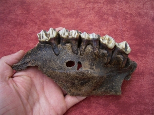 Moose jaw, pleistocene age