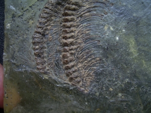 Partial snake, Messel pit