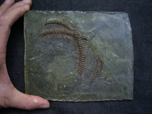 Partial snake, Messel pit