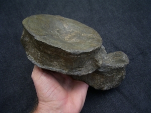 Temnodontosaur vertebrae