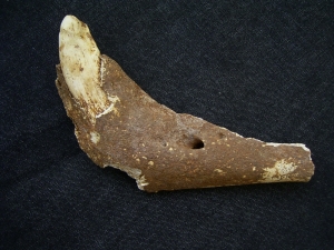 Cave bear jaw with fang