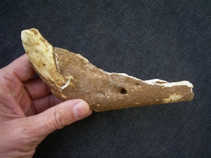 Cave bear jaw with fang