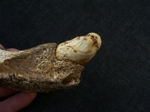 Höhlenbär Kiefer mit Reißzahn