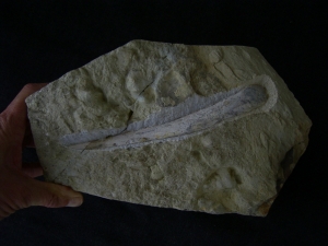 Ichthyosaurier Kiefer aus dem Muschelkalk!