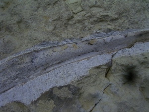 Ichthyosaur jawbone middle triassic age
