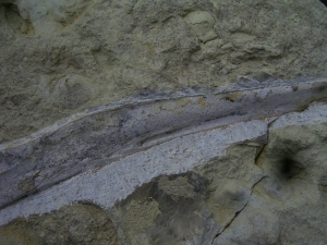 Ichthyosaurier Kiefer aus dem Muschelkalk!