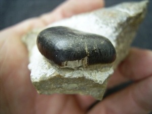 Placodus tooth middle triassic