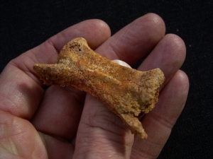 Pterosaur vertebra # 1