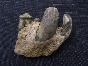 Jaw of cave Hyena with 4 teeth