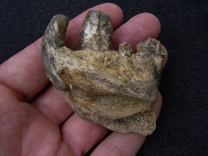 Jaw of cave Hyena with 4 teeth