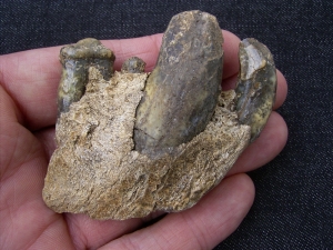 Jaw of cave Hyena with 4 teeth