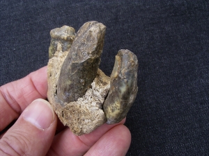 Kiefer einer Höhlen-Hyäne mit vier Zähnen