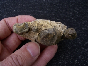 Jaw of cave Hyena with 4 teeth
