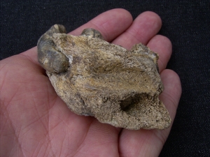 Jaw of cave Hyena with 4 teeth