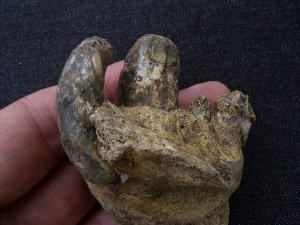 Jaw of cave Hyena with 4 teeth