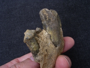 Kiefer einer Höhlen-Hyäne mit vier Zähnen