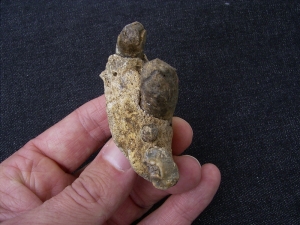 Jaw of cave Hyena with 4 teeth