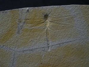 Libelle aus Solnhofen Aeschnogomphus buchi - Traumstück dieser seltenen Gattung