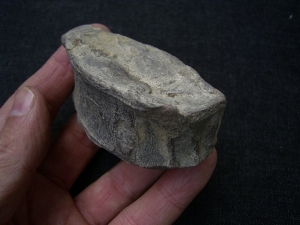 Ophtalmosaur vertebra