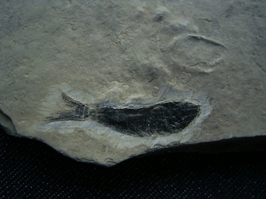 Habroichthys aus der mittleren Trias