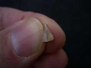 Staurikosaur tooth, triassic age