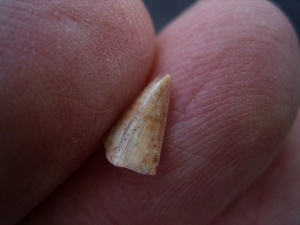 Staurikosaur tooth, triassic age