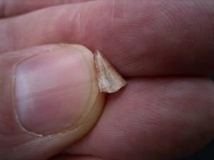 Staurikosaur tooth, triassic age