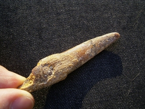 Pterosaur tooth Sirrocopteryx morocens