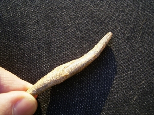 Pterosaur tooth Sirrocopteryx morocens