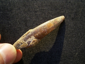 Pterosaur tooth Sirrocopteryx morocens