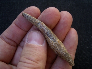 Pterosaur tooth Sirrocopteryx morocens