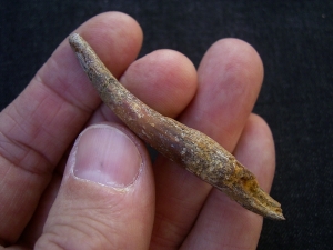 Pterosaur tooth Sirrocopteryx morocens