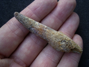 Pterosaur tooth Sirrocopteryx morocens