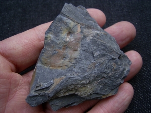 Giant-Millipede segment, carboniferous age