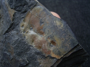Giant-Millipede segment, carboniferous age