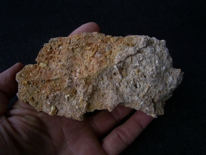 Höhlensediment aus dem Miozän mit Fledermaus- und Nagerknochen
