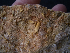 Cave sediment from the Miocene with bat and rodent bones