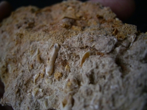 Höhlensediment aus dem Miozän mit Fledermaus- und Nagerknochen