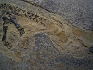 Branchiosaurus aus dem Perm der Pfalz