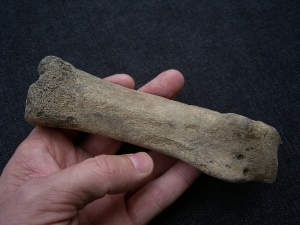 Woolly Rhinoceros foot bone Coelodonta antiquitatis # 2