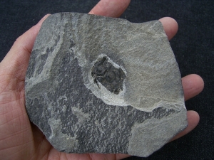 Microbrachius dicki # 4 Rare Placoderm devonian age