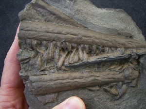 Stenopterygius Kiefer mit 50 Zähnen