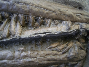 Steopterygius - Snout with dentition