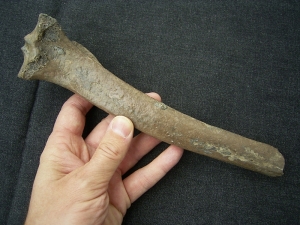 Red deer leg bone