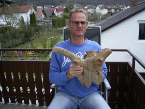 Megaloceros gigantaeus skull