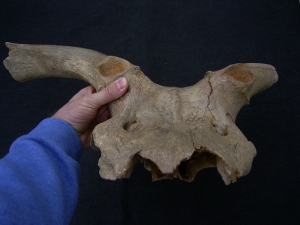 Megaloceros gigantaeus skull