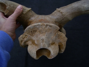 Megaloceros gigantaeus skull