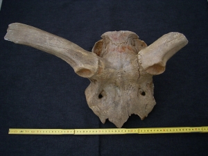 Megaloceros gigantaeus skull